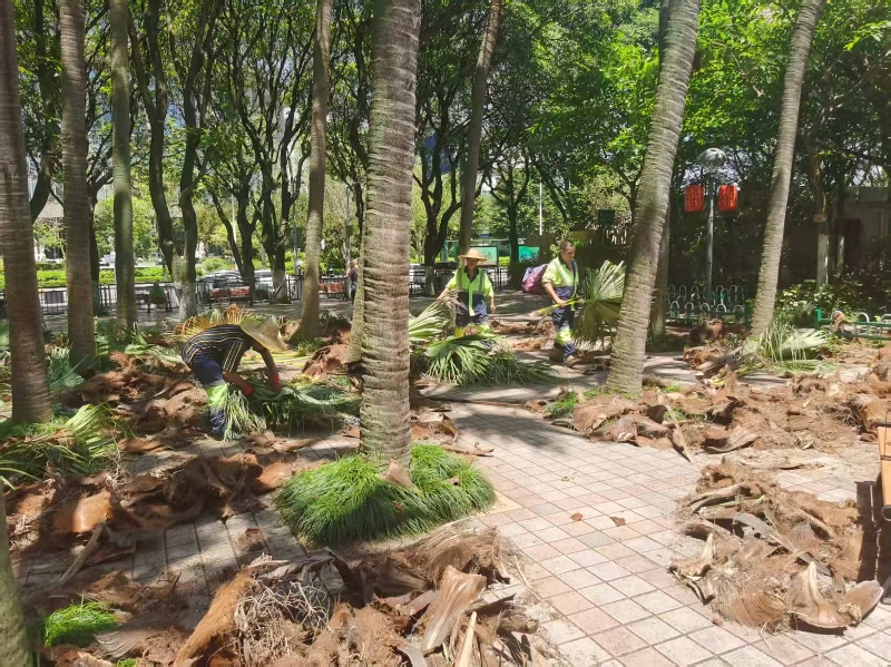 修剪枯枝.jpg